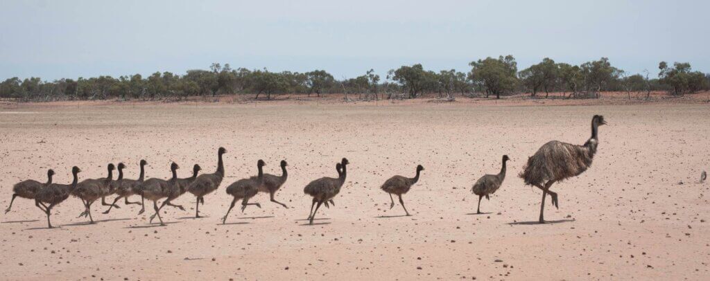 AUS-HIR-Project_Emus-on-pan-(wider-version) Young emus following a fully grown emu.