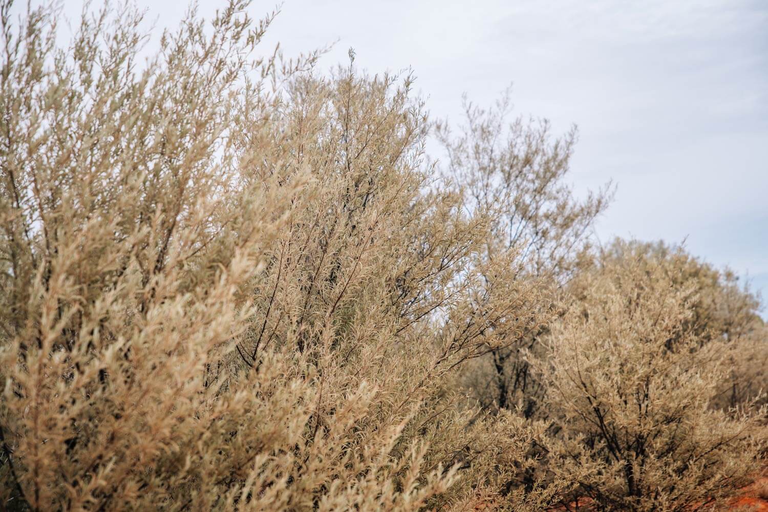 TEM_regeneration-project-2