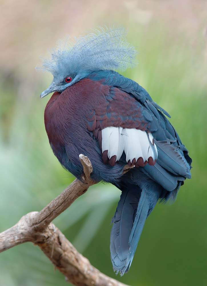 Southern-Crowned-Pigeon—protected-in-the-area Southern Crowned Pigeon