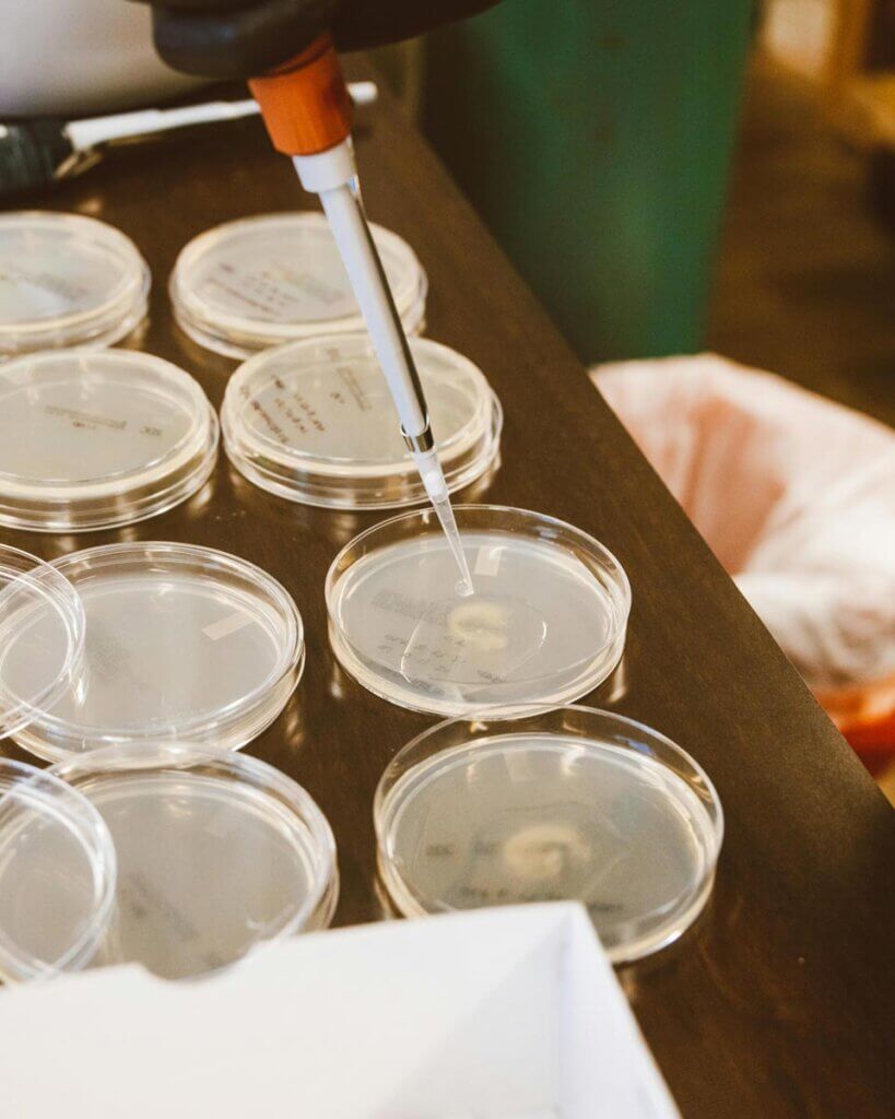 Steps-towards-sustainable-lab_SF_1 Media sitting in petri dishes