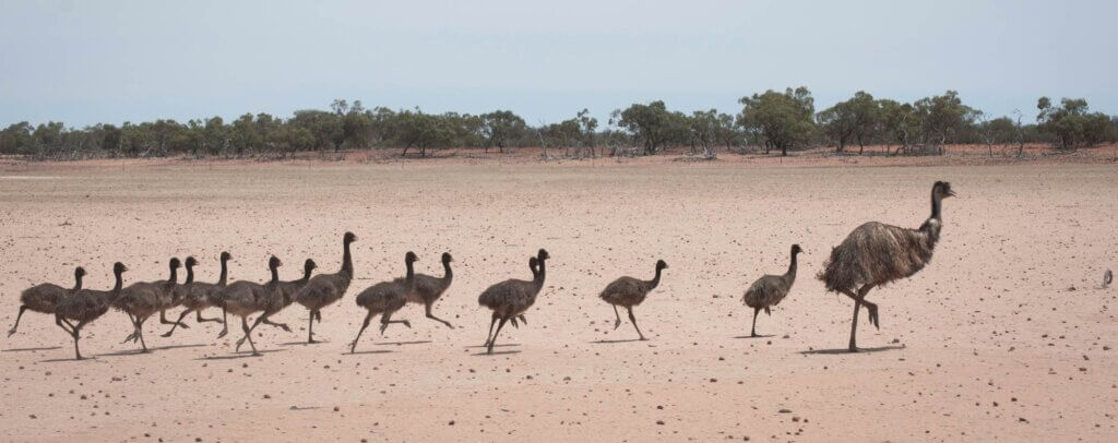 Young emus following a fully grown emu.
