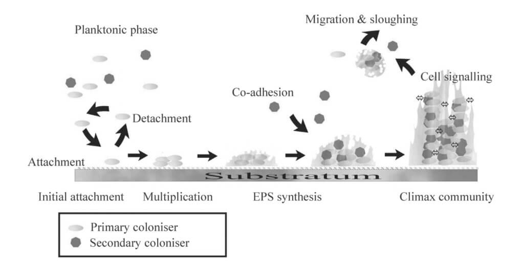 Diagram of biofilm lifecycle