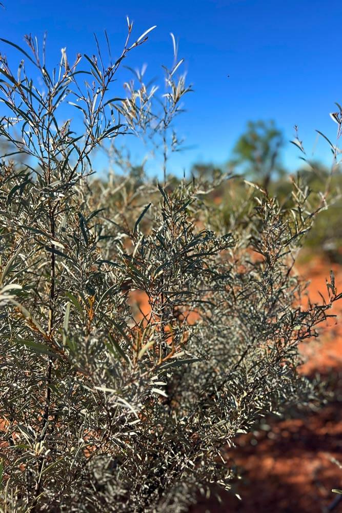 Mulga tree