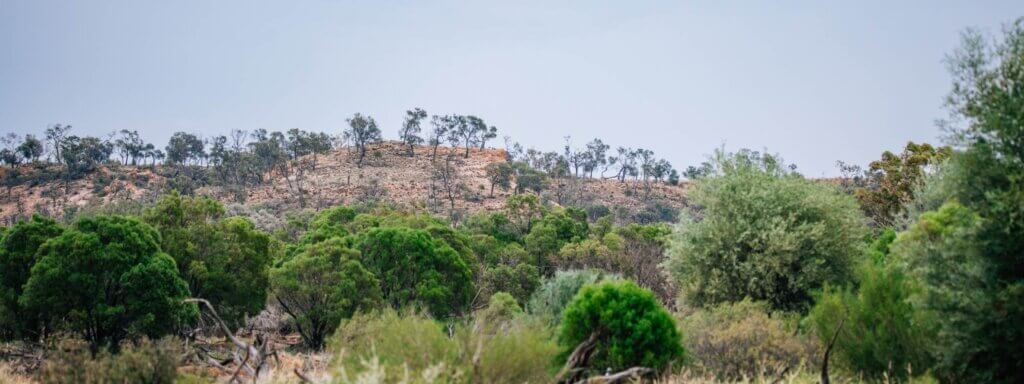 Australian bushland