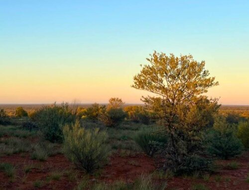 Restoring Balance: Regenerating Native Forests Through Carbon Farming